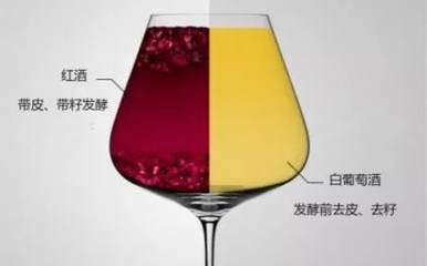 阿聰選酒告訴你是什么讓白、紅葡萄酒變得如此不同